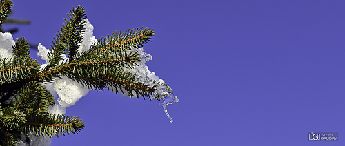 Minimal - sapin et glace