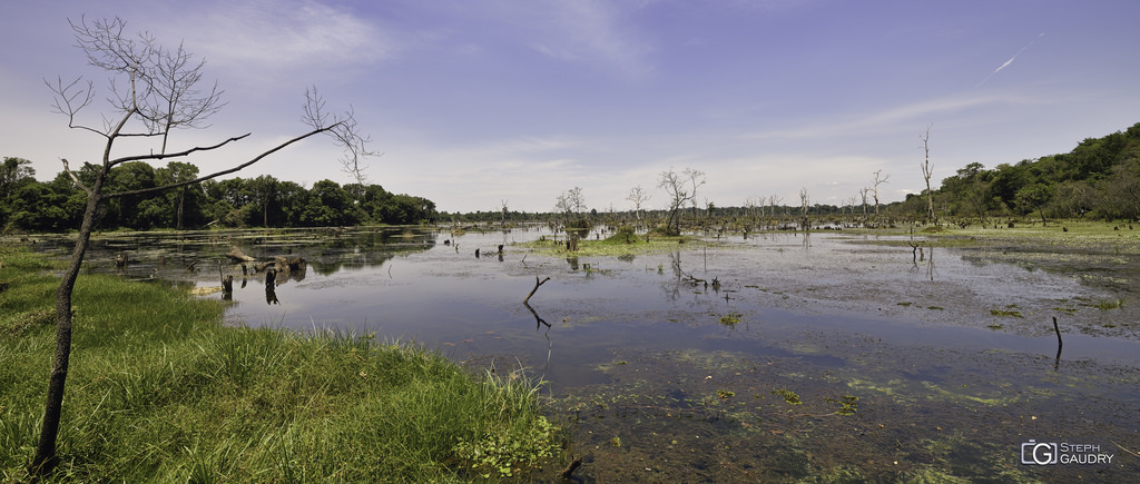 Forêt immergée près de Neak Pean