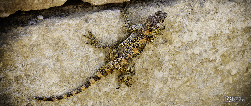 Un lézard dans les ruines de Jerash Un lézard dans les ruines de Jerash