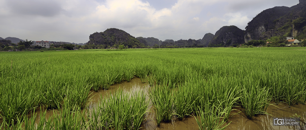 Les rizières de Tam Coc