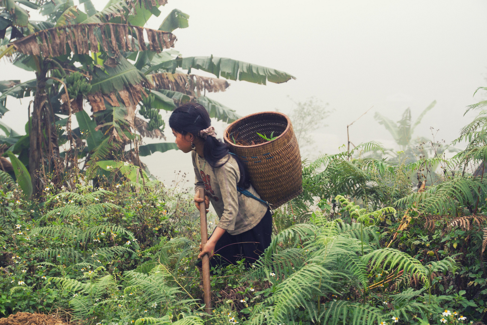 Récolte à Sapa